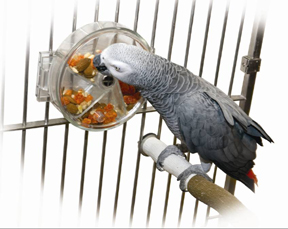 (image for) Caitec Foraging Wheel